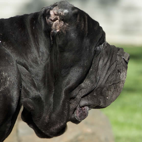 Neapolitan Mastiff Cinciripni Titania
